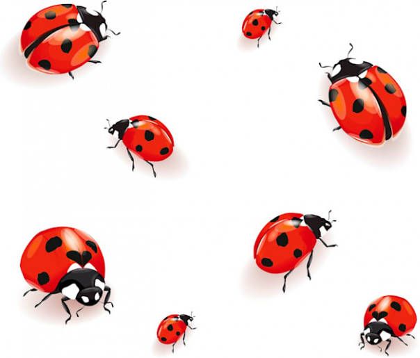 Wenko Set van 2 afdekplaten Lieveheersbeestje Multicolor